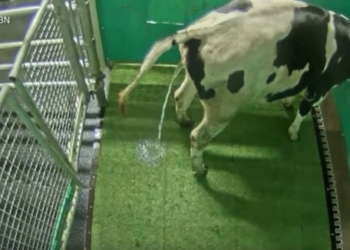 ¿Se puede enseñar a las vacas a ir al baño? Una investigación probaría que es posible y que esto serviría para reducir las emisiones