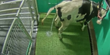 ¿Se puede enseñar a las vacas a ir al baño? Una investigación probaría que es posible y que esto serviría para reducir las emisiones