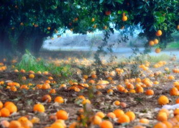Alberto prometió que los trabajadores rurales no perderían sus planes sociales, pero la gente no cree y vuelve a quedar fruta tirada por falta de mano de obra