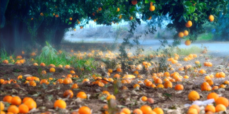 Alberto prometió que los trabajadores rurales no perderían sus planes sociales, pero la gente no cree y vuelve a quedar fruta tirada por falta de mano de obra
