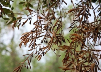 Una pequeña productora riojana denuncia la pasividad del gobierno frente a dos enfermedades que matan lentamente sus olivos