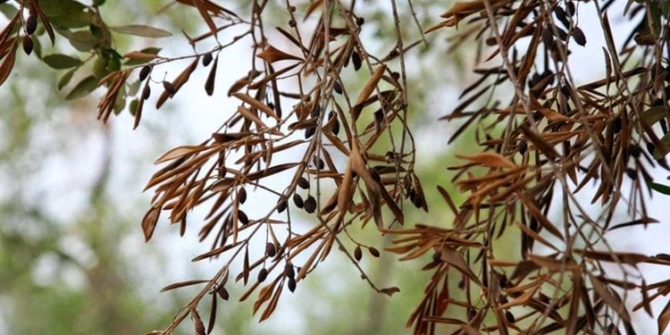 Una pequeña productora riojana denuncia la pasividad del gobierno frente a dos enfermedades que matan lentamente sus olivos