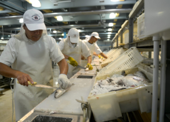 Un premio al valor agregado: Reducen algunos puntos de retenciones a los productos pesqueros procesados
