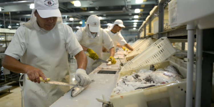 Un premio al valor agregado: Reducen algunos puntos de retenciones a los productos pesqueros procesados