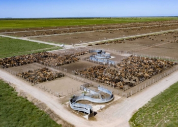 El mapa de los feedlots argentinos: Son 1.150, pero solamente 16 tienen capacidad para engordar a más de 10 mil bovinos