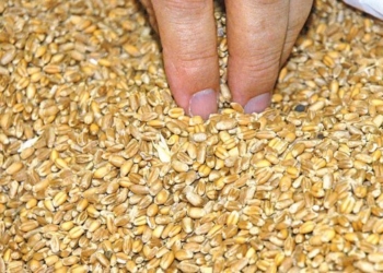 Se vienen análisis generalizados para descartar una posible contaminación con trigo HB4: ¿Qué métodos de detección se utilizan y quién los paga?