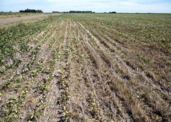 Prendé el aire: En la Argentina, 2021 se presenta como el séptimo año más caliente y el octavo más seco en 60 años