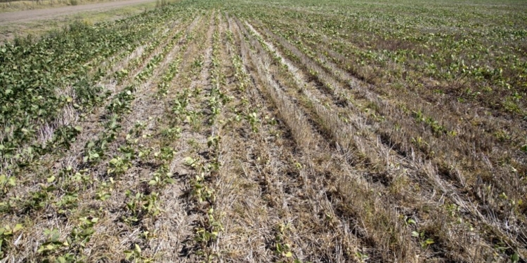 Prendé el aire: En la Argentina, 2021 se presenta como el séptimo año más caliente y el octavo más seco en 60 años