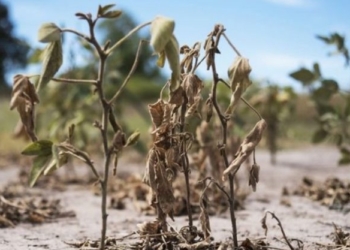 Sancor Seguros lanzó una novedosa cobertura para la sequía que se basa en la información satelital y puede ser monitoreada desde el celular