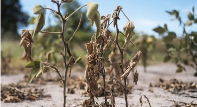Sancor Seguros lanzó una novedosa cobertura para la sequía que se basa en la información satelital y puede ser monitoreada desde el celular