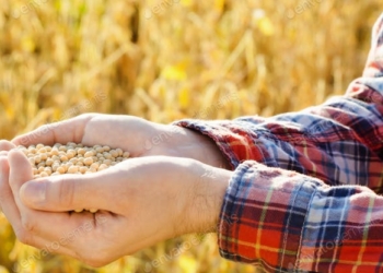 ¿Qué mi soja no vale? La suba de agroquímicos y fertilizantes pulveriza el poder de compra de los granos