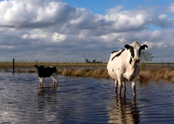 Educando a Roberto Feletti: Las distorsiones de mercado no son gratuitas en términos de productividad