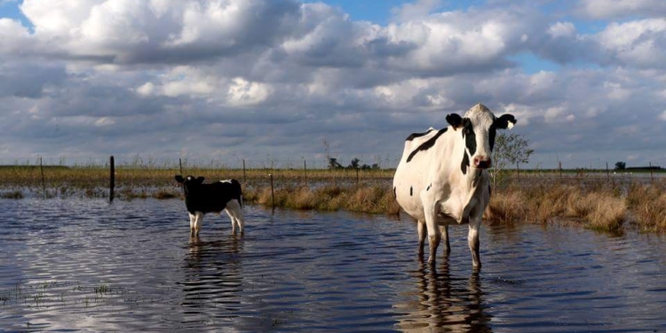 Educando a Roberto Feletti: Las distorsiones de mercado no son gratuitas en términos de productividad
