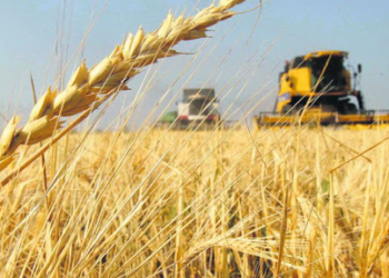 Los molinos brasileños avisan que irán a la justicia en contra del aval del trigo transgénico argentino