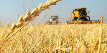 Los molinos brasileños avisan que irán a la justicia en contra del aval del trigo transgénico argentino