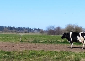 En solo cuatro años se achicó 8% la cantidad de vacas lecheras de la Argentina, sin que cayera la producción de leche