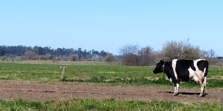 En solo cuatro años se achicó 8% la cantidad de vacas lecheras de la Argentina, sin que cayera la producción de leche