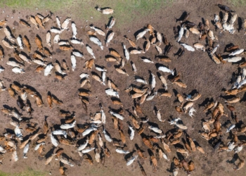 Desde Glasgow llegó un mensaje del gobierno para los productores: “Tranquilos, no habrá que sacrificar ni una cabeza de ganado”