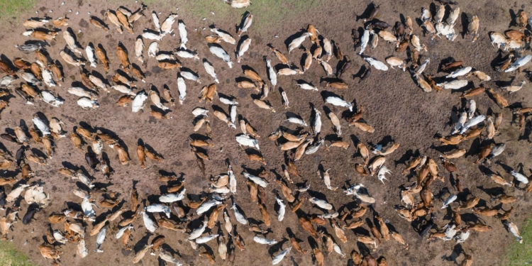 Desde Glasgow llegó un mensaje del gobierno para los productores: “Tranquilos, no habrá que sacrificar ni una cabeza de ganado”