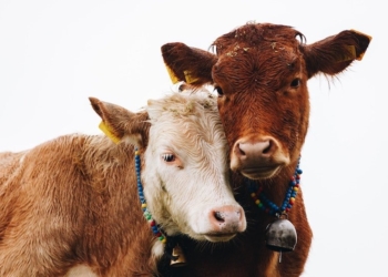 Están dulces: El Senasa promete escuchar al sector privado para actualizar sus políticas sanitarias y de bienestar animal