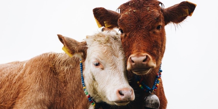 Están dulces: El Senasa promete escuchar al sector privado para actualizar sus políticas sanitarias y de bienestar animal