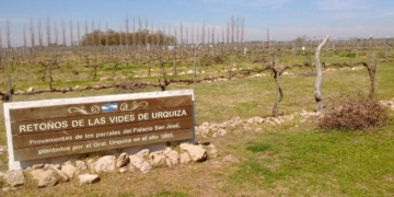 Merece un brindis: Después de 90 años, la experimental del INTA Concordia vuelve a investigar sobre vitivinicultura