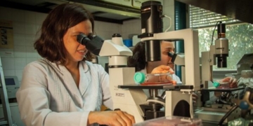 El INTA logró aislar un virus que provoca una peligrosa enfermedad neurológica de los caballos