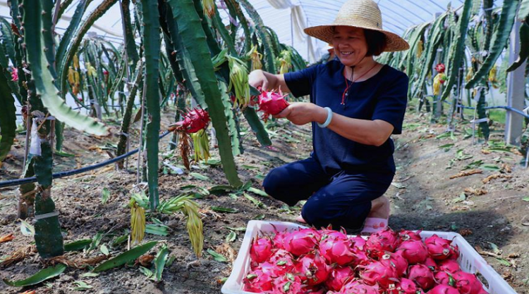 Pensando en producir cada vez con menos agua, van ganando terreno frutas provenientes de los cactus como la pitaya
