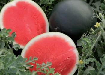 Se viene el verano y buscan introducir nuevas variedades de sandía, sin vetas y mucho más dulces, en el mercado argentino