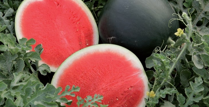 Se viene el verano y buscan introducir nuevas variedades de sandía, sin vetas y mucho más dulces, en el mercado argentino