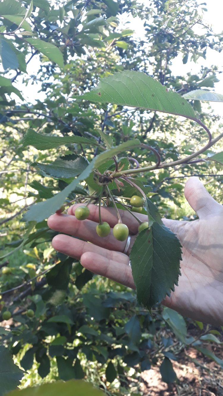 La frambuesa del postre: En El Bolsón hay un lugar donde se producen frutas finas, cereales, yogures, quesos, helados y hasta novedosos trigos, todo con certificación orgánica
