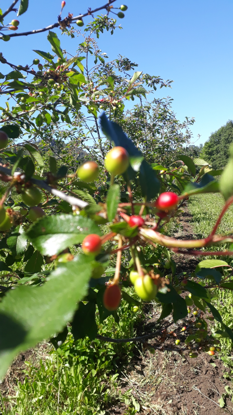 La frambuesa del postre: En El Bolsón hay un lugar donde se producen frutas finas, cereales, yogures, quesos, helados y hasta novedosos trigos, todo con certificación orgánica