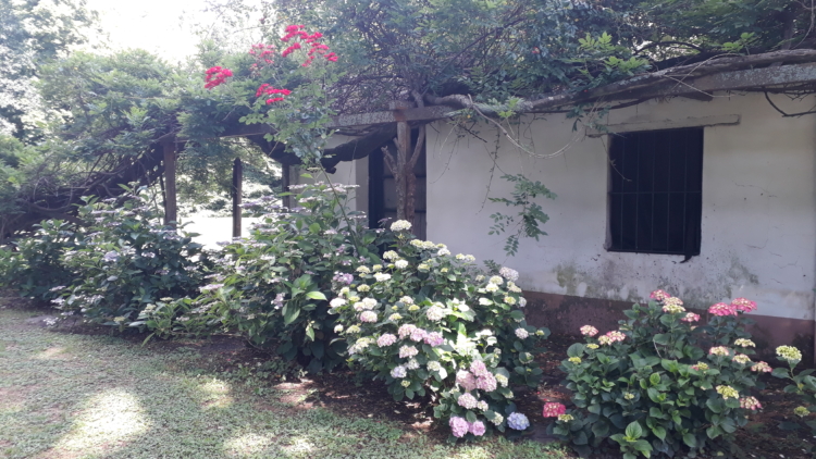 La reina de la lavanda: En Sierra de la Ventana, Léony Staudt la produce de modo orgánico, llegó a exportarla y hoy comparte las más bellas postales con los visitantes