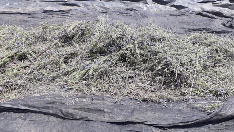 La reina de la lavanda: En Sierra de la Ventana, Léony Staudt la produce de modo orgánico, llegó a exportarla y hoy comparte las más bellas postales con los visitantes