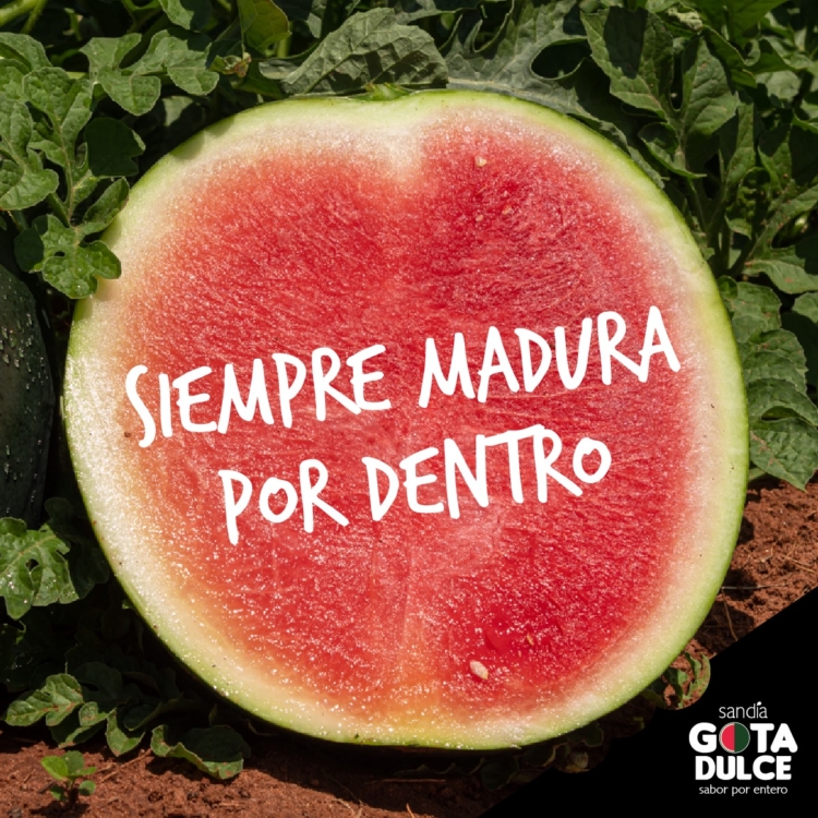 Se viene el verano y buscan introducir nuevas variedades de sandía, sin vetas y mucho más dulces, en el mercado argentino