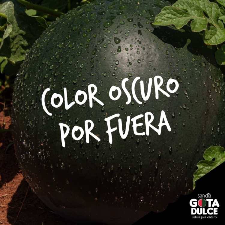 Se viene el verano y buscan introducir nuevas variedades de sandía, sin vetas y mucho más dulces, en el mercado argentino