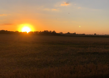 Factores alcistas están impulsando los precios de la soja hacia la “estratósfera”