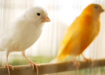 Argentina insólita: En la reciente rebaja de retenciones se dejó afuera al mijo y el alpiste para cuidar la “mesa de los canarios”