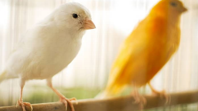 Argentina insólita: En la reciente rebaja de retenciones se dejó afuera al mijo y el alpiste para cuidar la “mesa de los canarios”