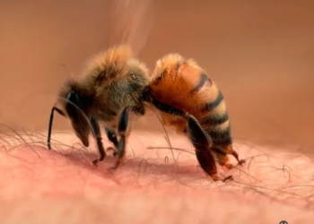 Las abejas al banquillo tras la muerte de un turista en Córdoba por sus picaduras: ¿Son agresivas o solo se defienden?