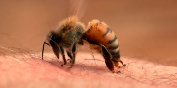 Las abejas al banquillo tras la muerte de un turista en Córdoba por sus picaduras: ¿Son agresivas o solo se defienden?