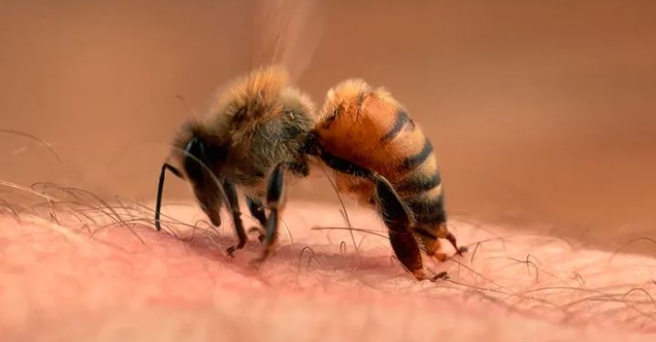 Las abejas al banquillo tras la muerte de un turista en Córdoba por sus picaduras: ¿Son agresivas o solo se defienden?