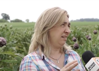 Con valor agregado, el alcaucil podría estar presente todo el año: Adriana Ricceti busca aumentar el consumo de esta hortaliza y hasta exportarla