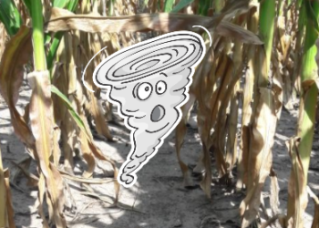 ¿Y ahora? El 31% del área maicera de Entre Ríos se hizo con siembra convencional luego de perder la “guerra” contra las malezas