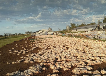 Speedy González para firmar el “consenso fiscal” y Manuelita para declarar la emergencia agropecuaria en Córdoba y Santa Fe