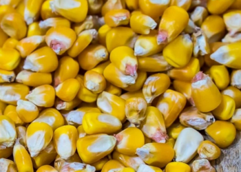 Las exportaciones de soja, maíz y trigo con certificación orgánica tendrán una rebaja de las retenciones