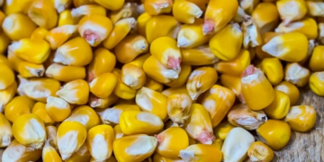 Las exportaciones de soja, maíz y trigo con certificación orgánica tendrán una rebaja de las retenciones