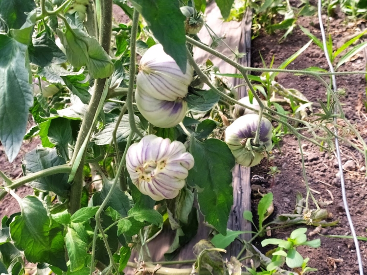 Dos amigos “del tomate”: Pensando en recuperar el sabor, Luciano y Alexis se pusieron a producir las variedades más extrañas