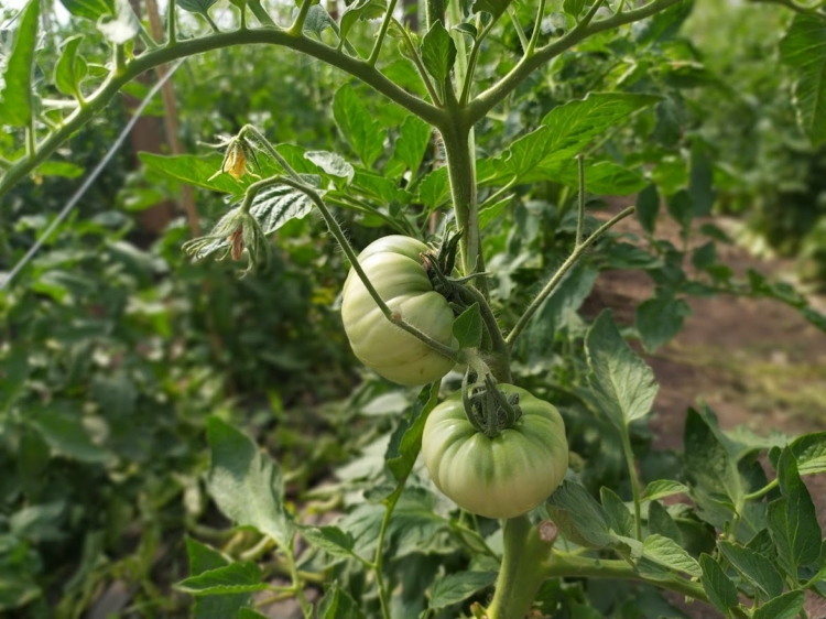 Dos amigos “del tomate”: Pensando en recuperar el sabor, Luciano y Alexis se pusieron a producir las variedades más extrañas