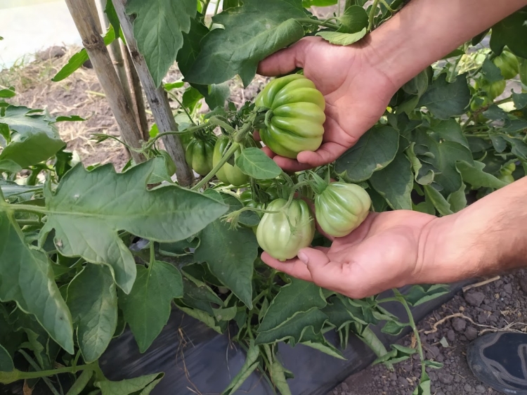 Dos amigos “del tomate”: Pensando en recuperar el sabor, Luciano y Alexis se pusieron a producir las variedades más extrañas